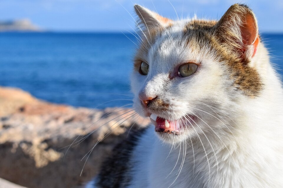 Animal kitten outdoor