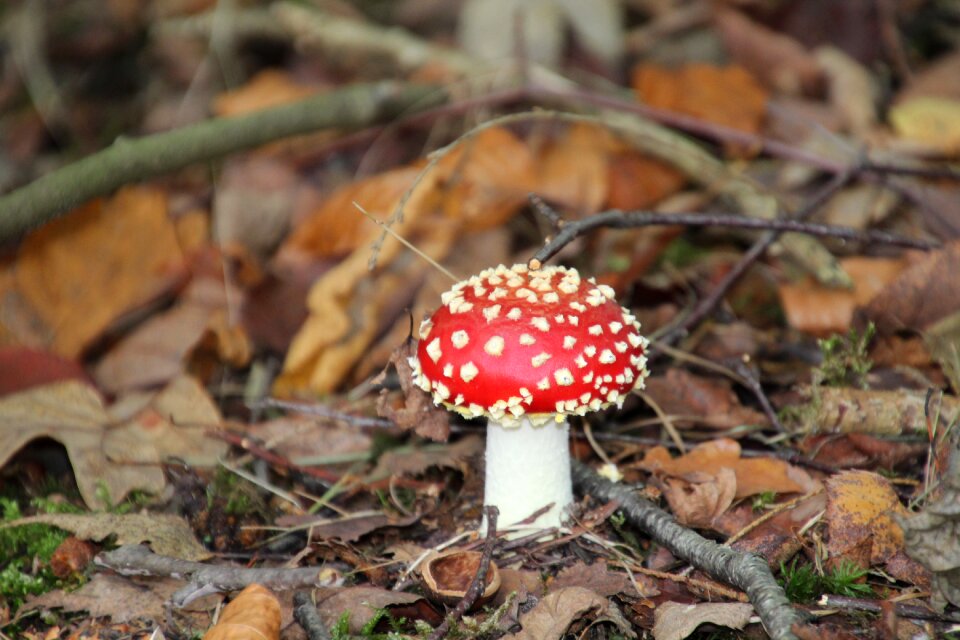 Mushroom forest autumn red