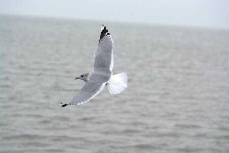 Bird laridae north sea photo