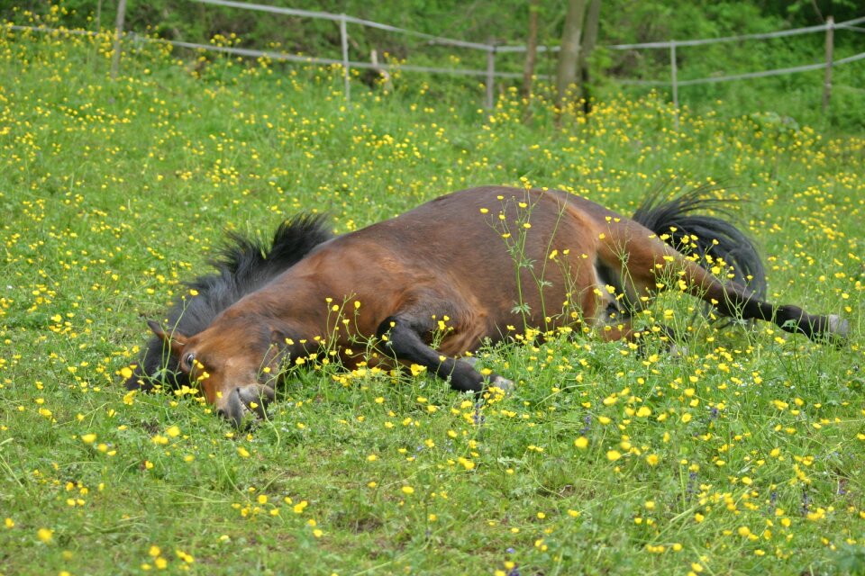 Mare grass iceland horse