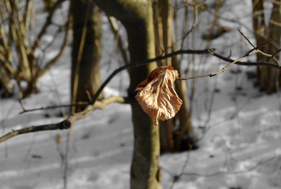 Cold lonely transient
