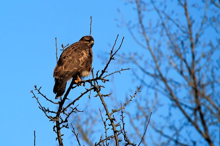 Bird of prey raptor nature