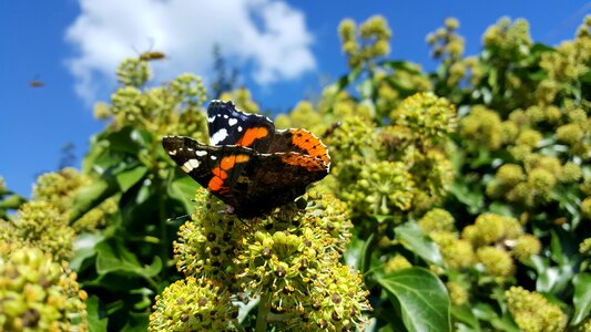 Butterfly clouds sky