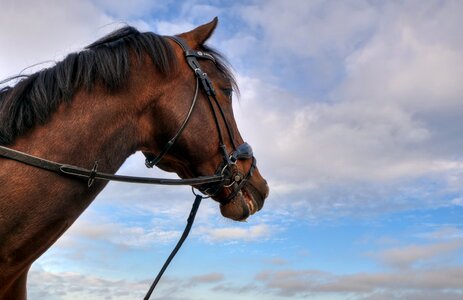 Head sky profile