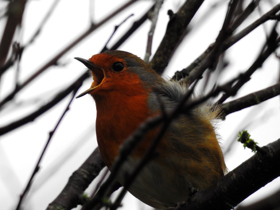 Nature wildlife garden