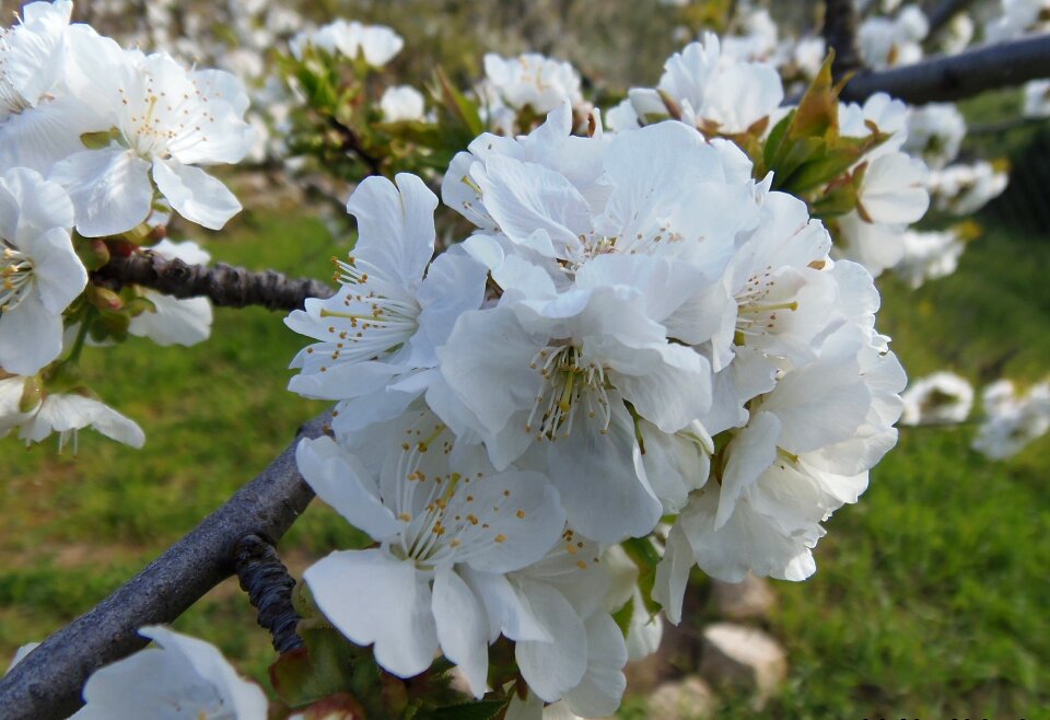 Flowers nature spring