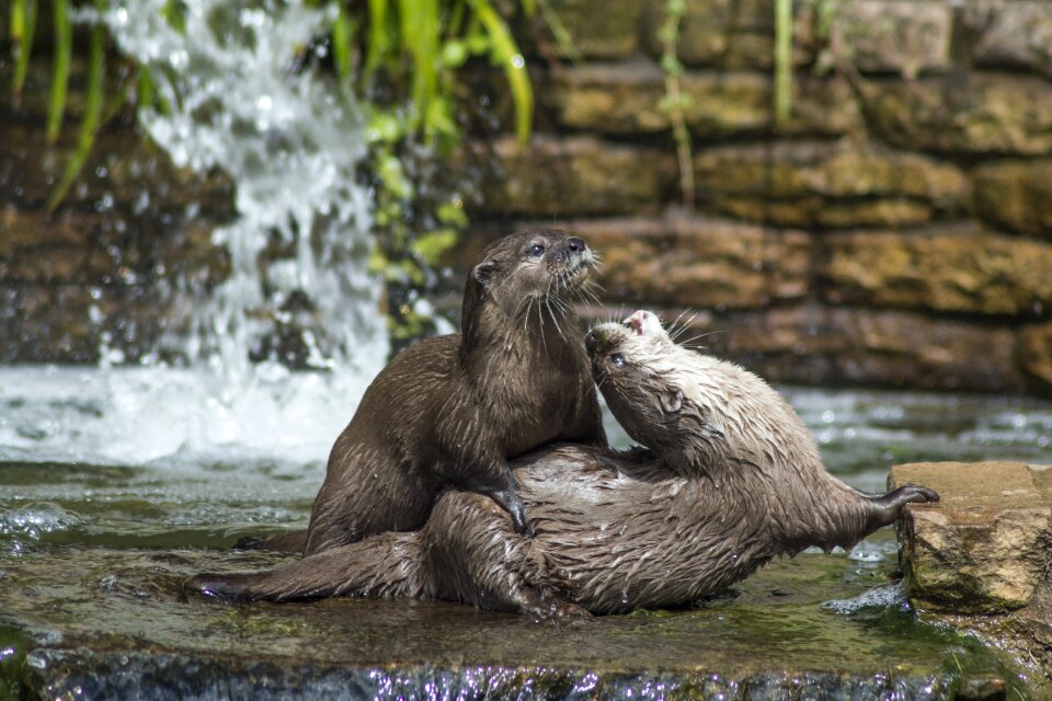 Nature animal mammal