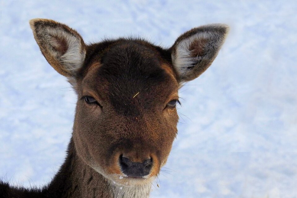 Forest animal wild