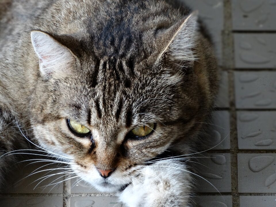 Feline look animals laziness