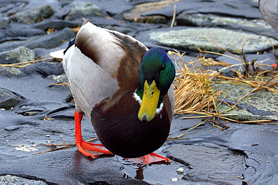 Drake animal animal portrait