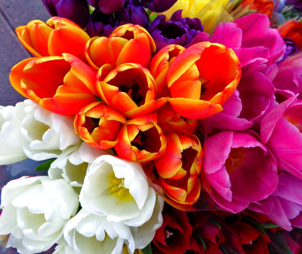 Floral spring flowers orange