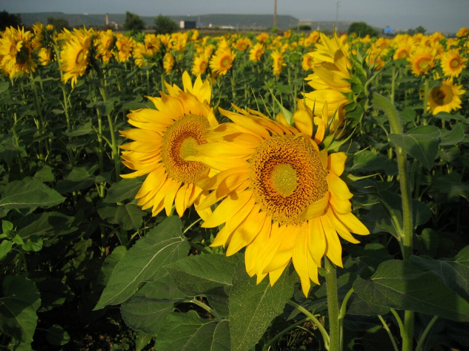 Sunflower field