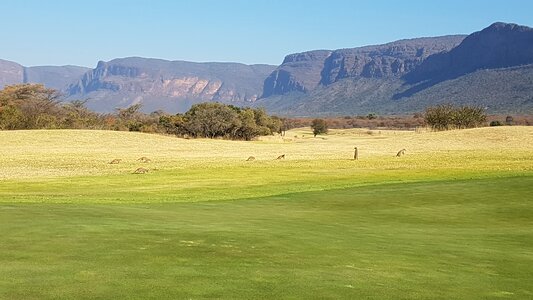 Meerkats golf green