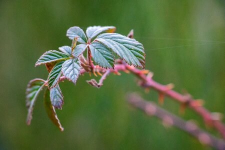 Bush spur winter