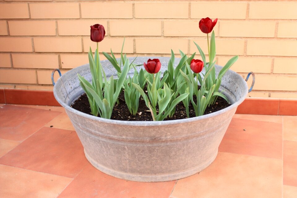 Flowerpot plant flowers
