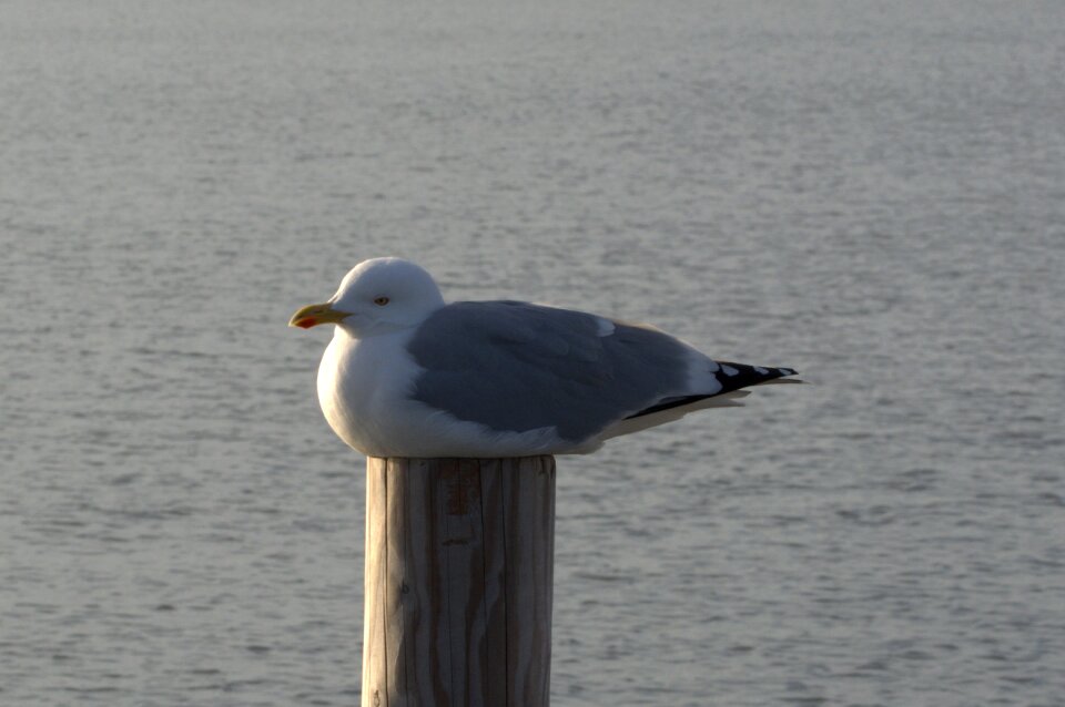 Bird laridae north sea