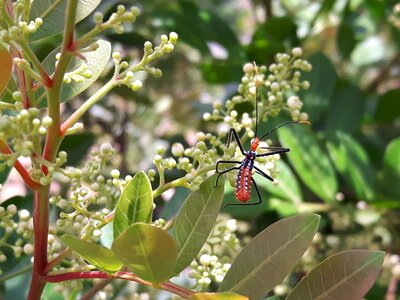 Cricket mariposa fly