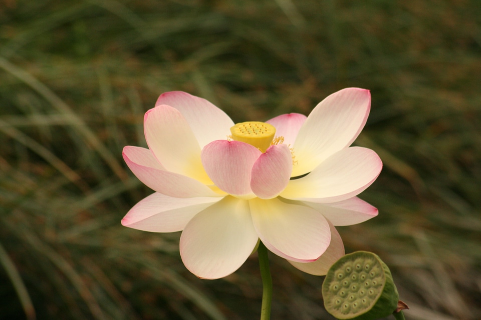Aquatic plant nature nuphar
