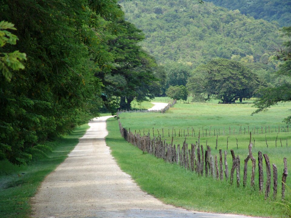Nature trees forest path