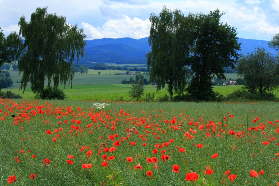 Poppies village summer