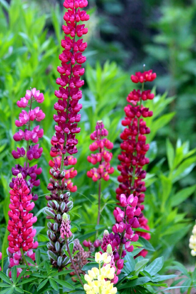 Flowers plant ornamental plant