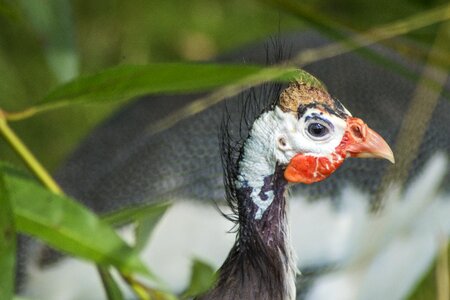 Animal farm fowl