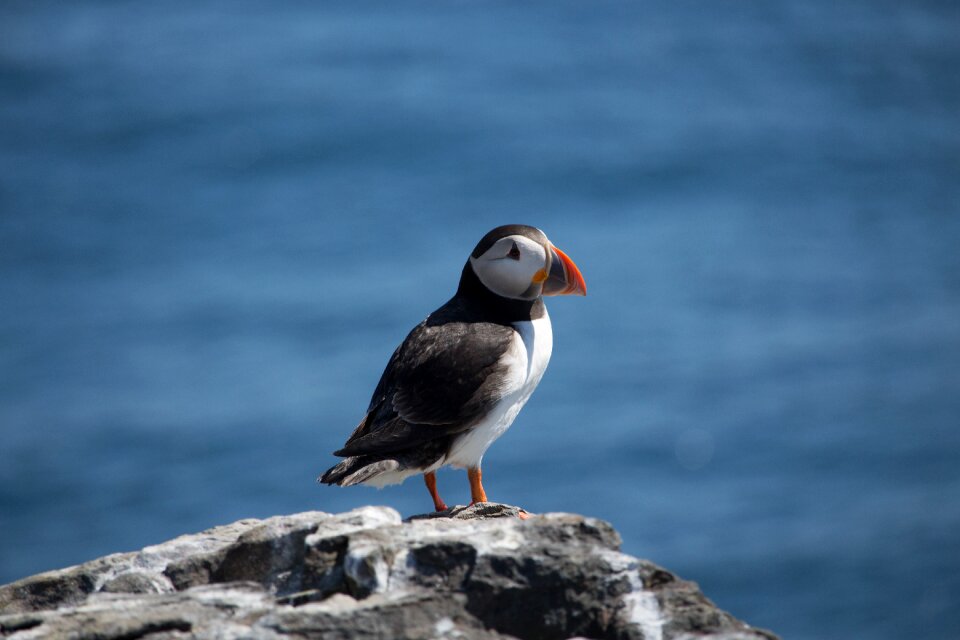 Farne bird wildlife