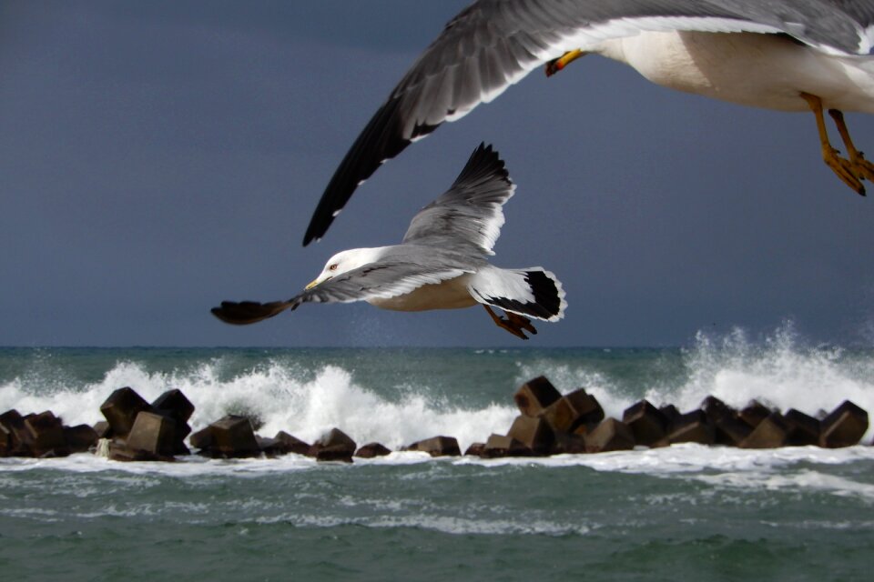Wave sea gull seagull