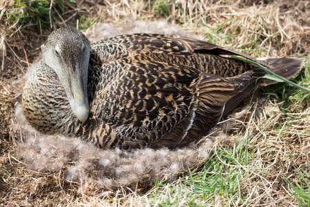 Bird seabird eider