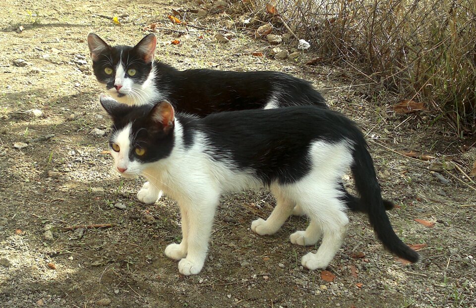 Cats pet animal