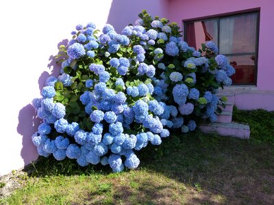 Hydrangea blue petals bush photo