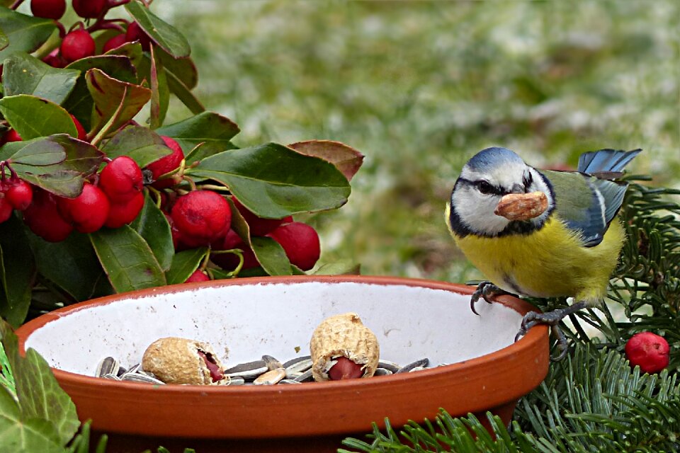 Cyanistes caeruleus garden food