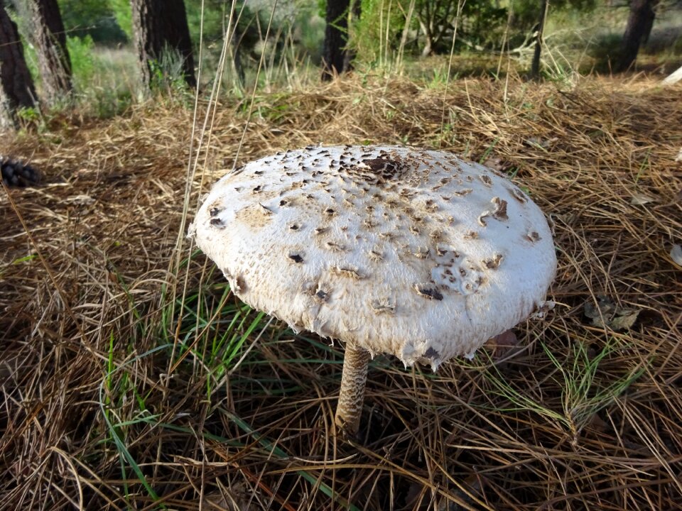 Nature portugal autumn