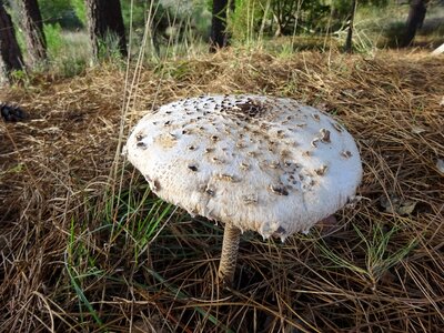 Nature portugal autumn