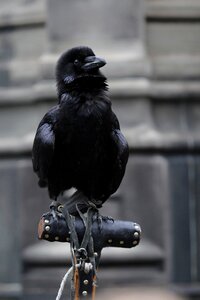 Crow black cemetery photo