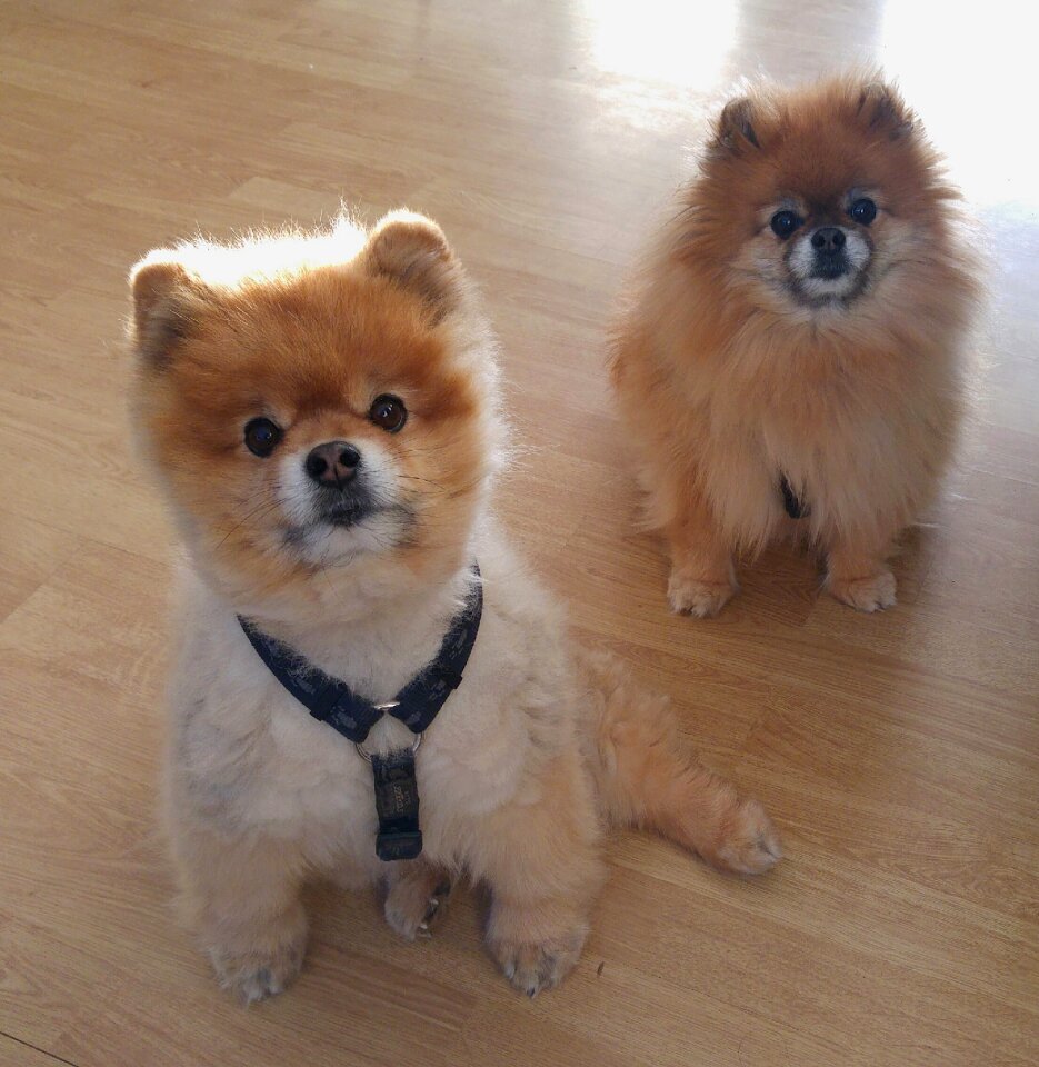 Pointed pet pom pom