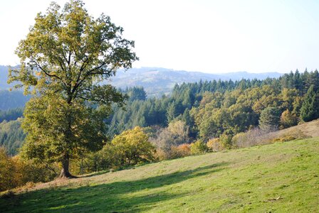 Tree meadows pasture photo