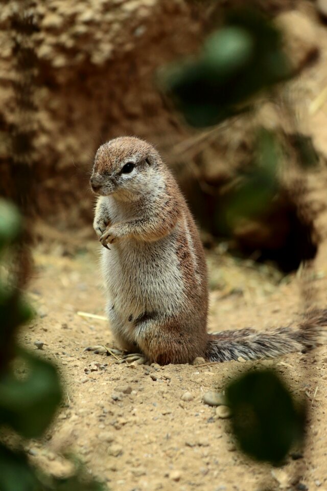Cute sit animals