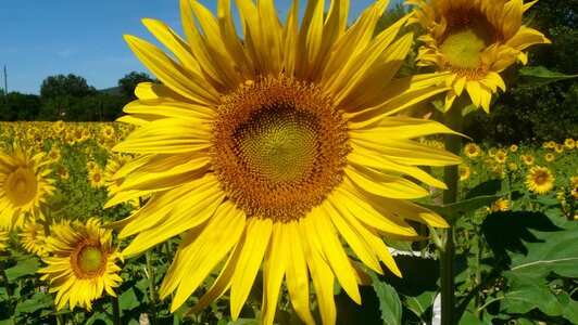 Sunflower holiday flower