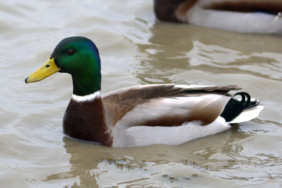 Duck water animal