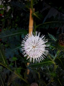 White flower