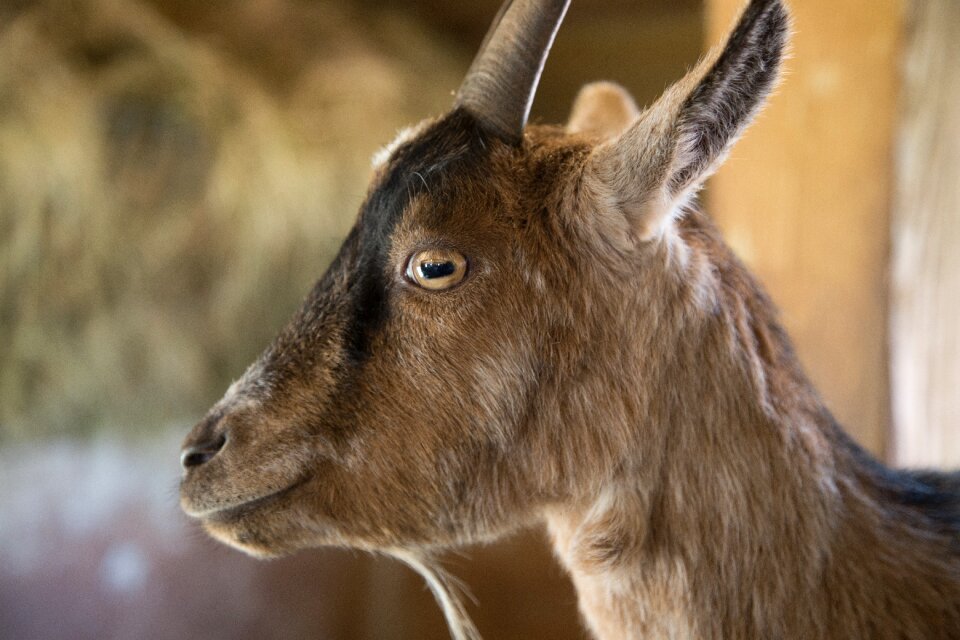 Close up animal goat's head