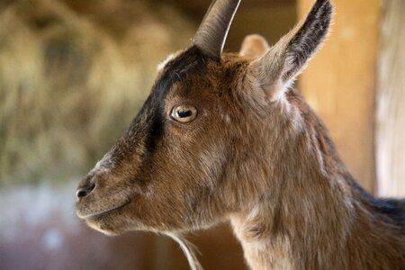 Close up animal goat's head photo