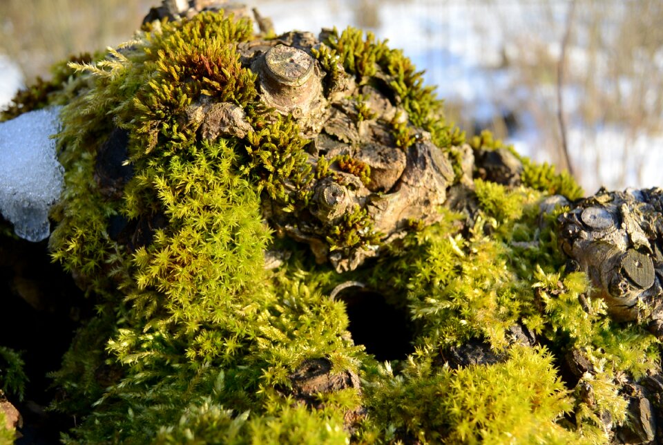 Nature close up green