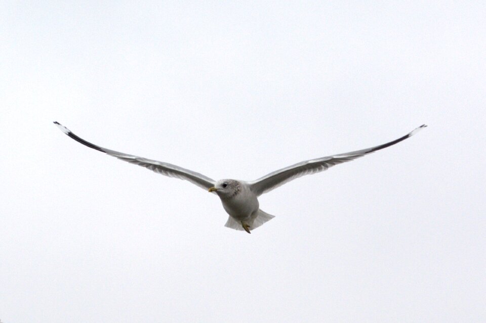 Bird laridae north sea