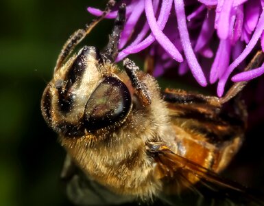 Honey animal fly photo