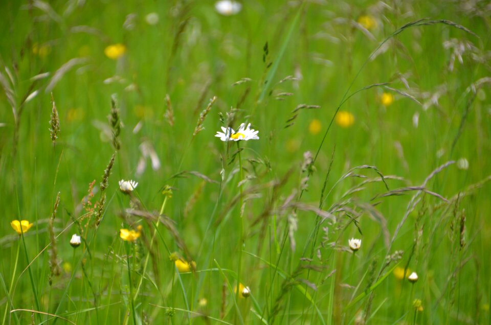 Daisy mountain meadow flowers