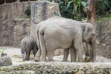 Cub parent zurich zoo