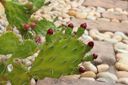 Cactus flower prickly plants