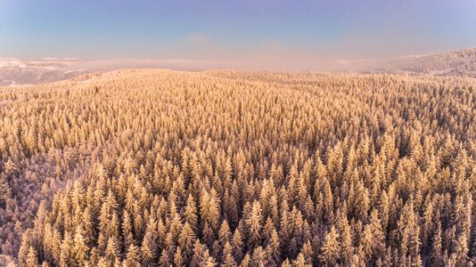 Cold conifer countryside